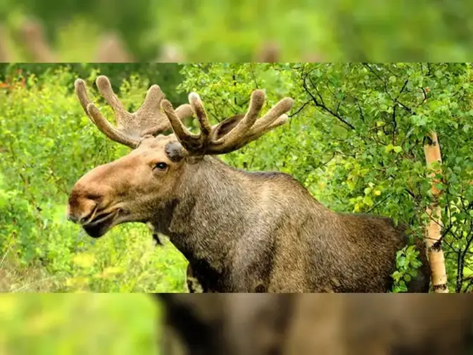 Hochwildpark Kommern | Stadt Mechernich Hochwildpark Kommern | Stadt Mechernich