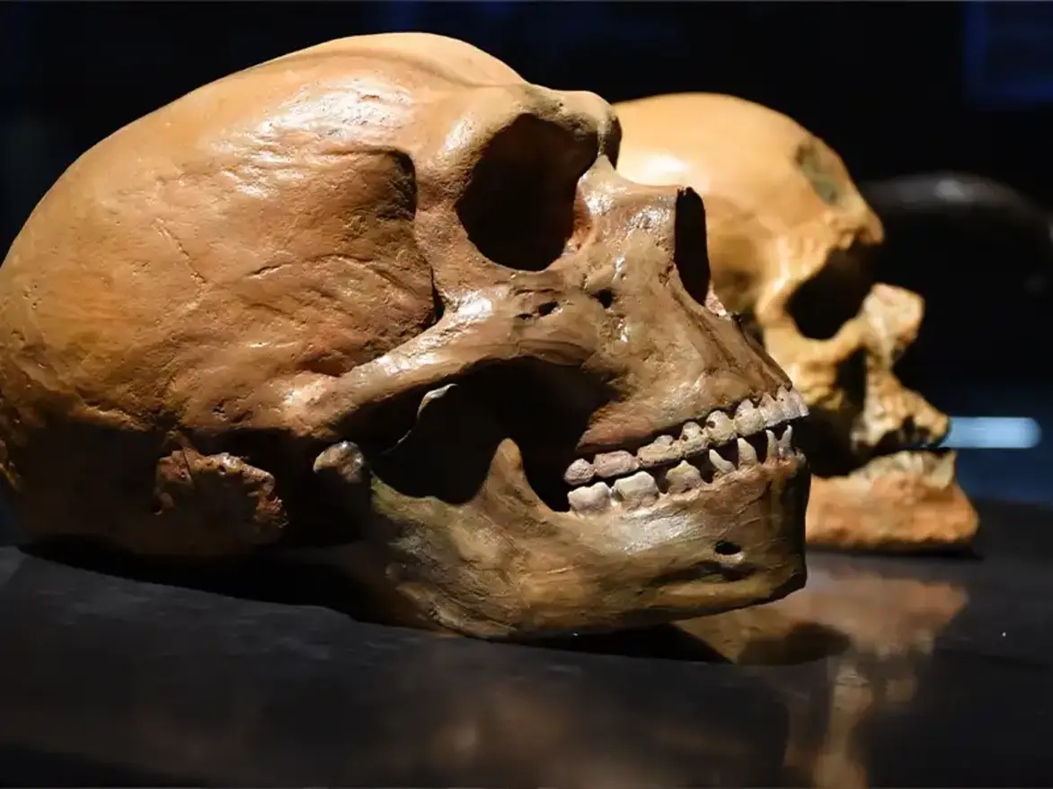 Forschung und Geologie Neandertaler Schädel | Stadt Mechernich