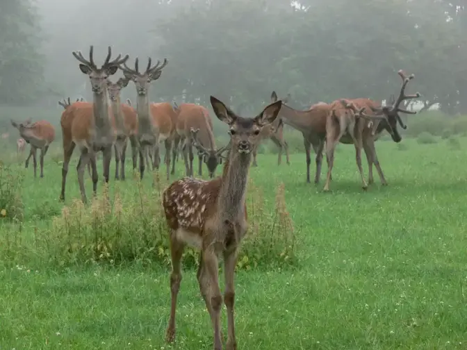 Hochwildpark Kommern | Stadt Mechernich Hochwildpark Kommern | Stadt Mechernich